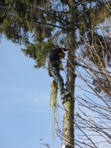 élagage-abattage dangereux-arbre-démontage arbre-18
