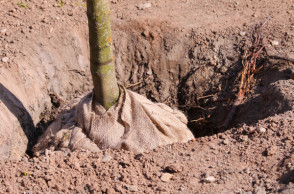 plantation-arbre-motte grillagée-vertdegris-4