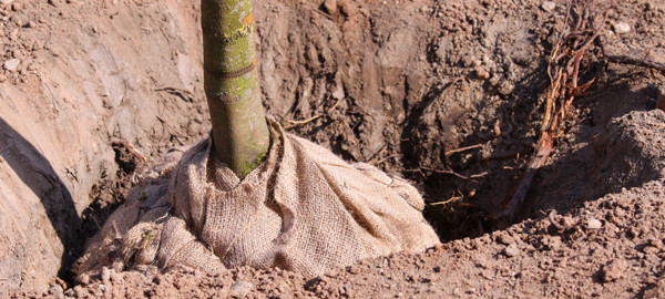 plantation-arbre-motte grillagée-vertdegris-4