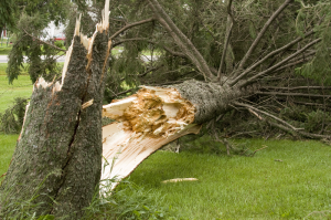 service-depannage-arbre-urgence-2