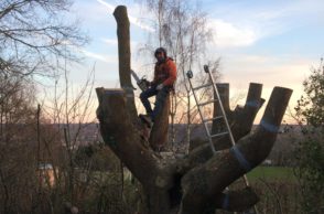 élagage-abattage dangereux-arbre-démontage arbre-1