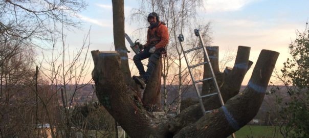 élagage-abattage dangereux-arbre-démontage arbre-1